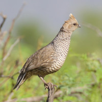 Scaled Quail